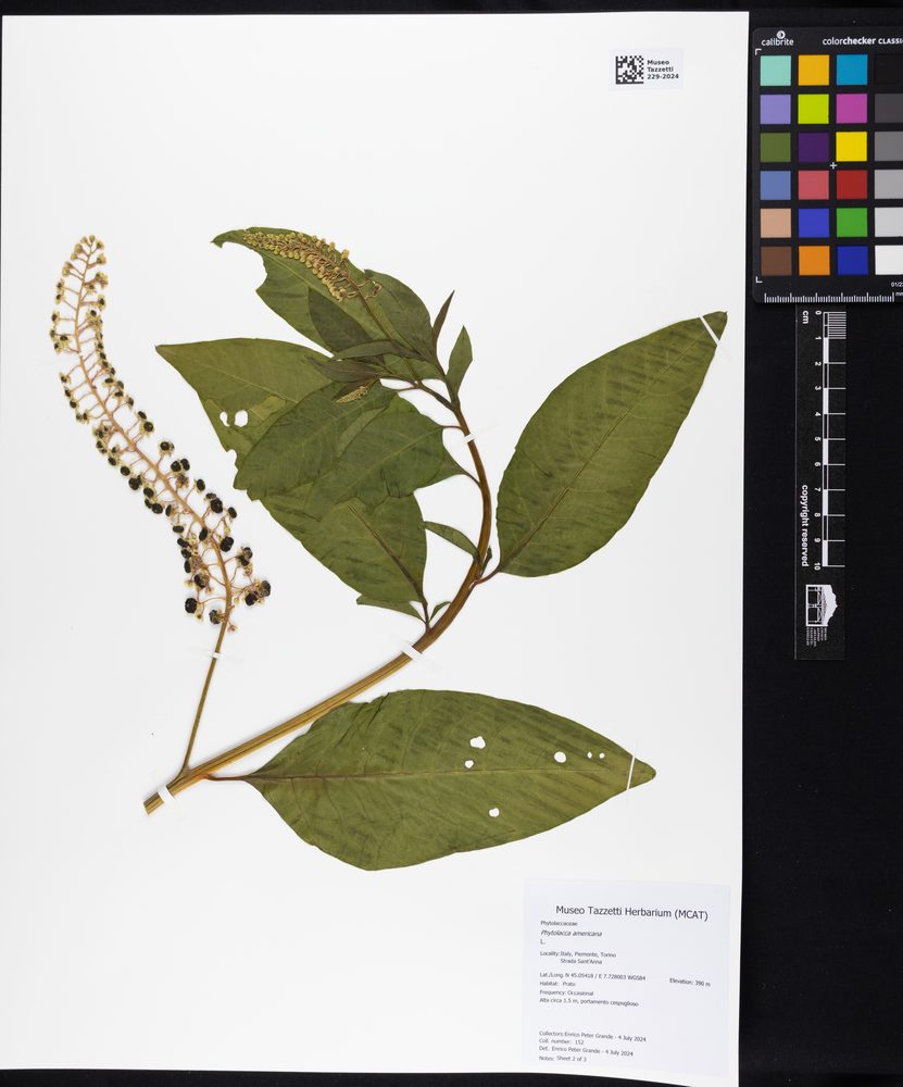 Pokeweed