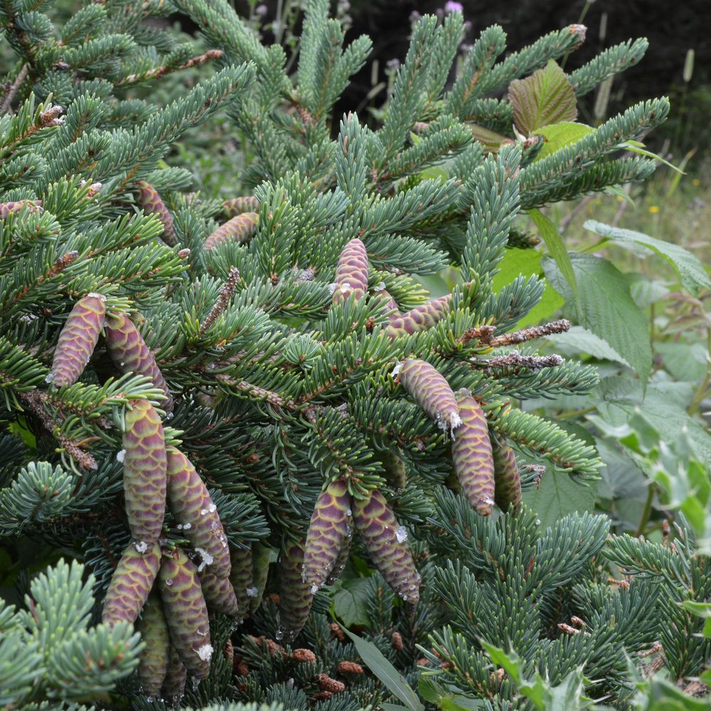 White Spruce