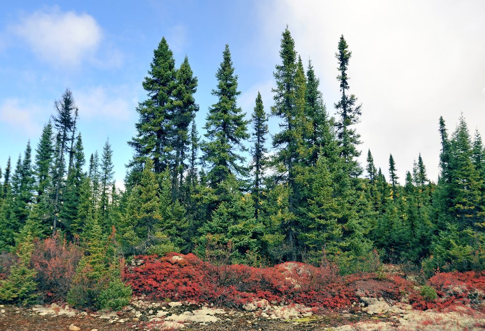 Black Spruce