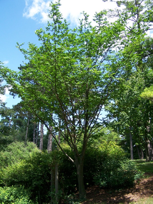 Lignum Quassia
