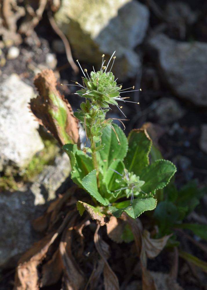 Picrorhiza