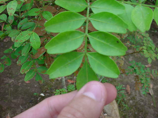 Indian Hemp