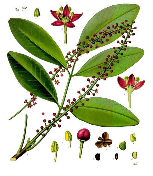 Paraguay Jaborandi