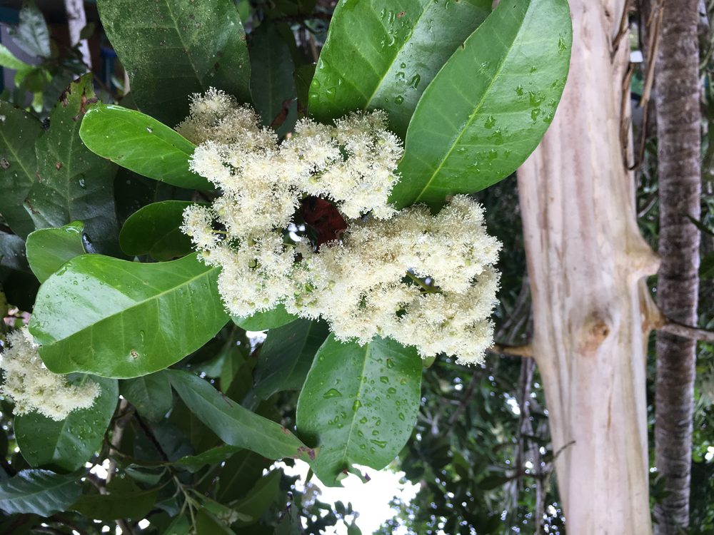Allspice