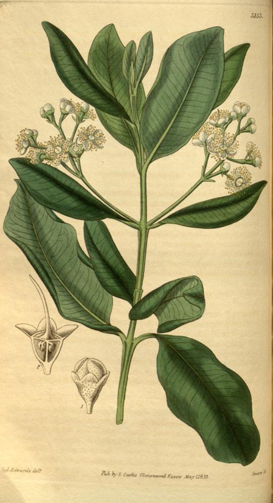 Bayrum Tree