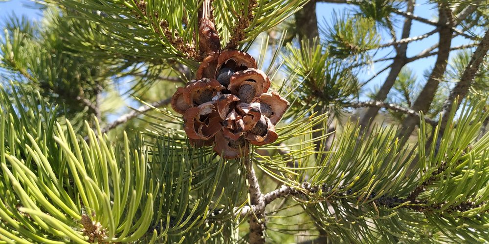 Mexican Pinyon