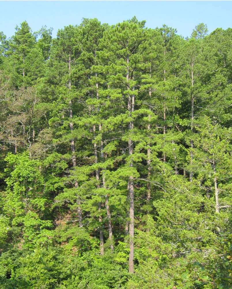 Shortleaf Pine