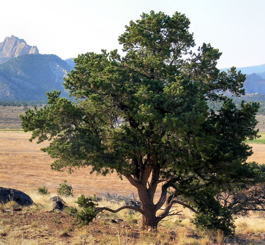 Pinyon Pine