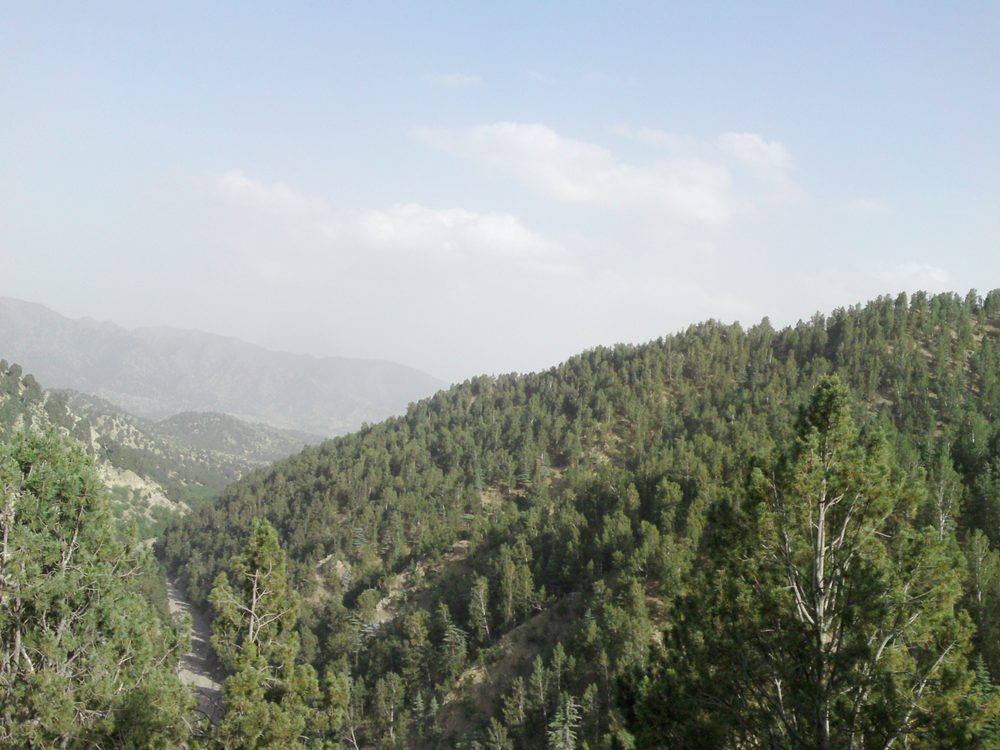 Chilgoza Pine