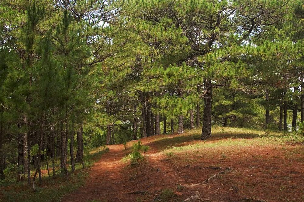 Khasi Pine