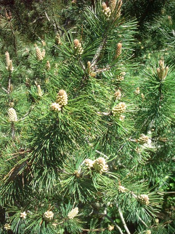 Dwarf Pine