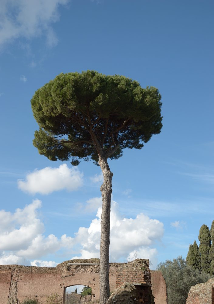 Italian Stone Pine
