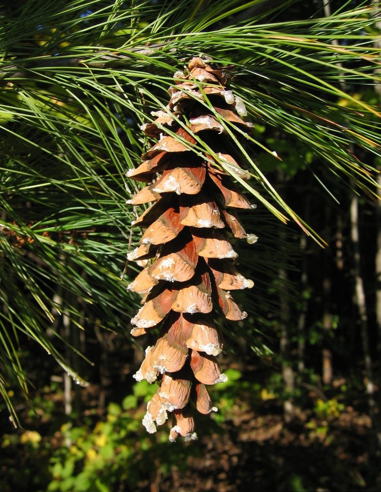 Eastern White Pine