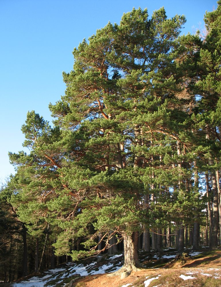 Scotch Pine