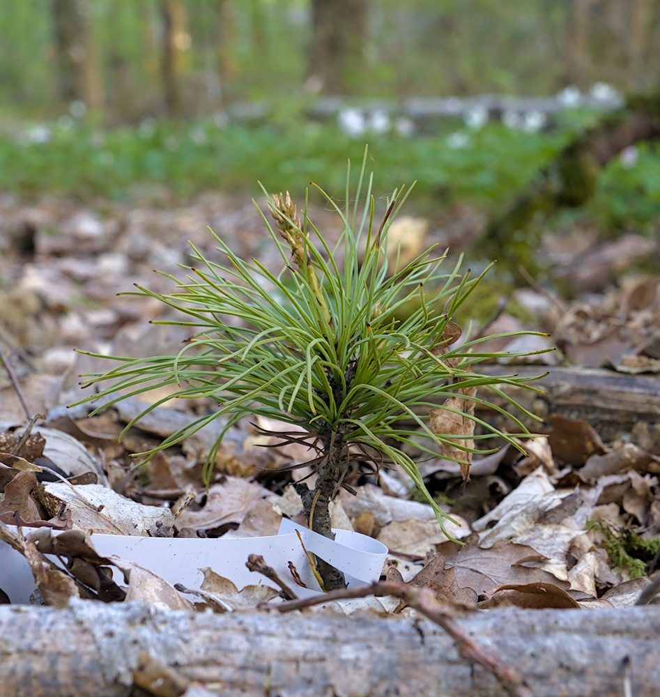 Bhutan Pine