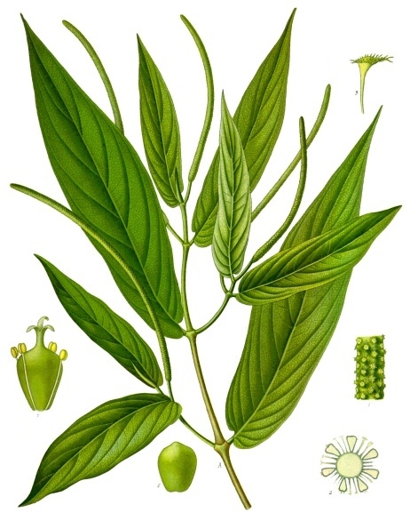 Matico