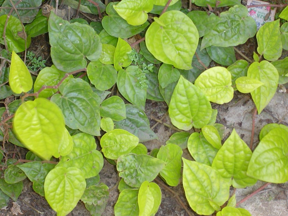 Betel Pepper