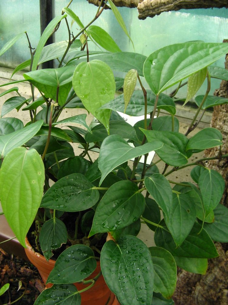 Cubeb