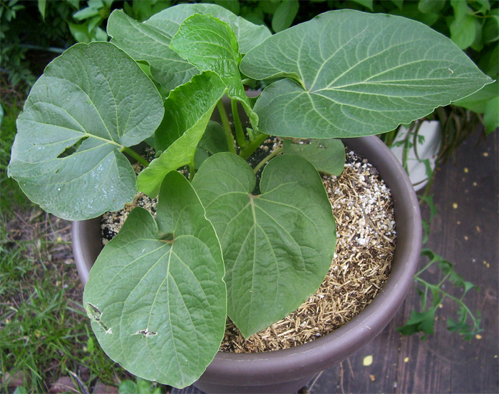 Kava-Kava