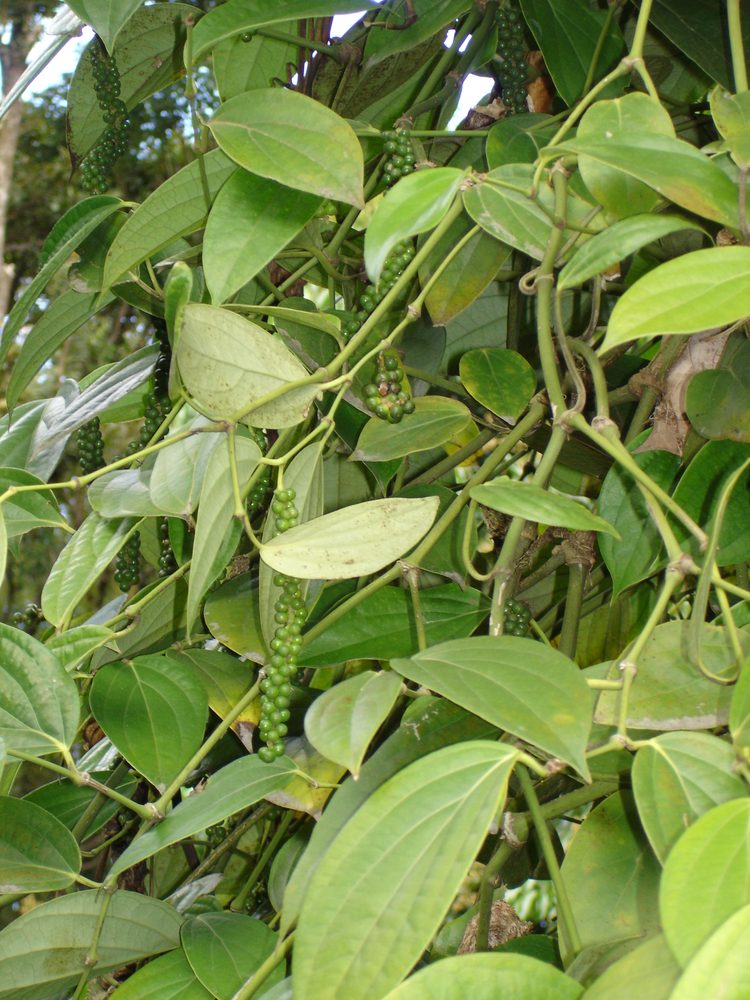 Black Pepper
