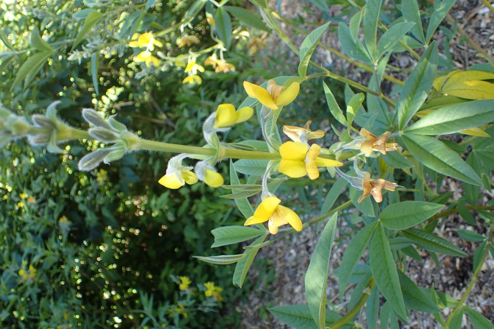 Piptanthus nepalensis