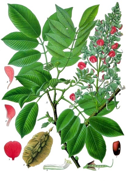 Jamaica Dogwood