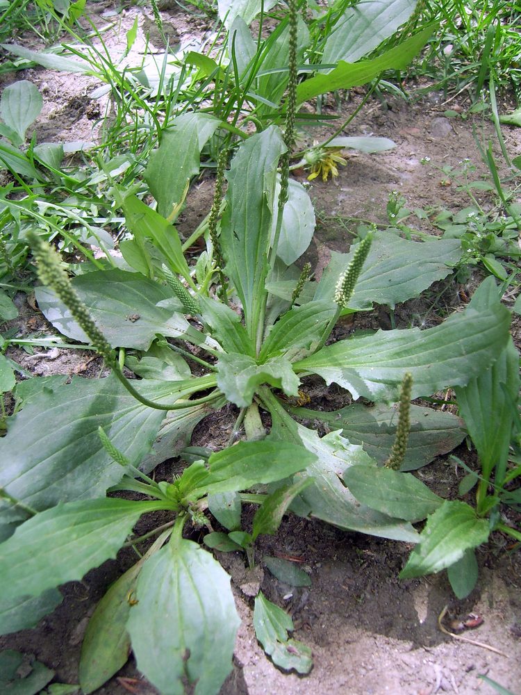 Asian Plantain