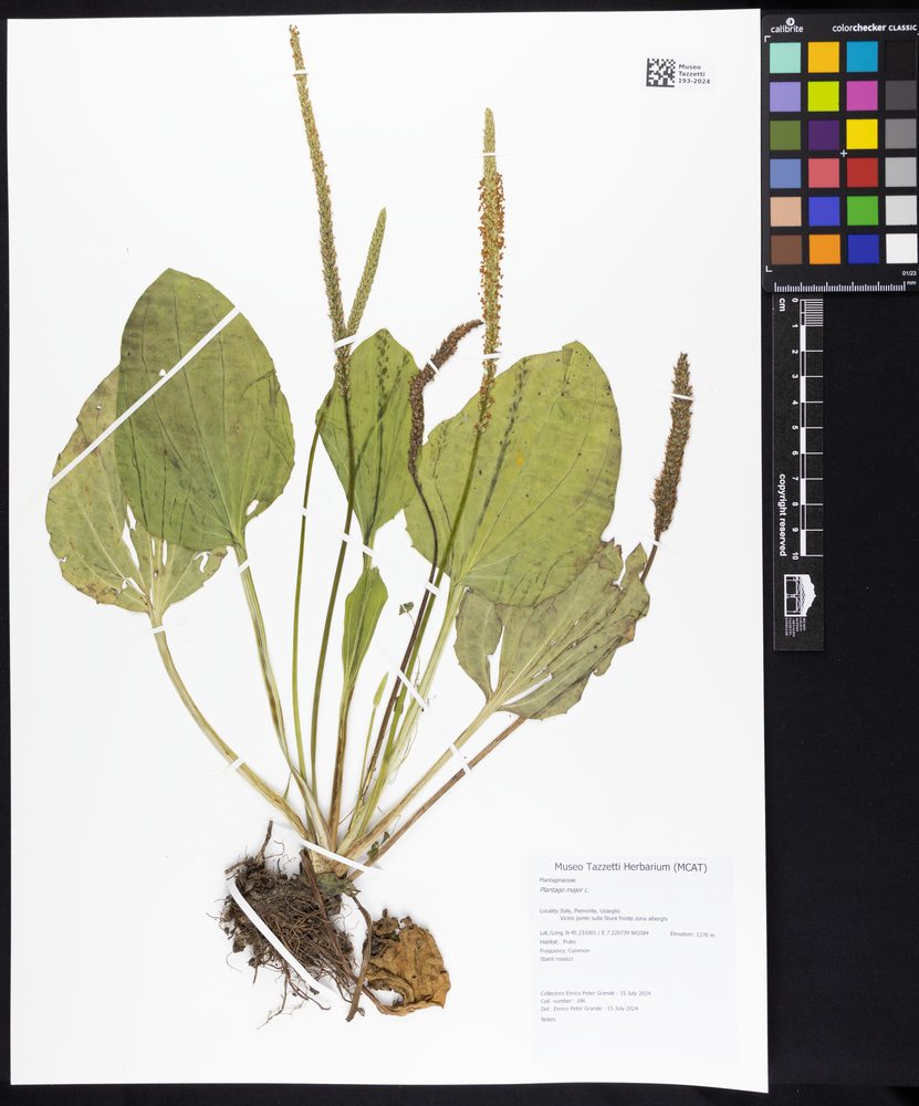 Common Plantain