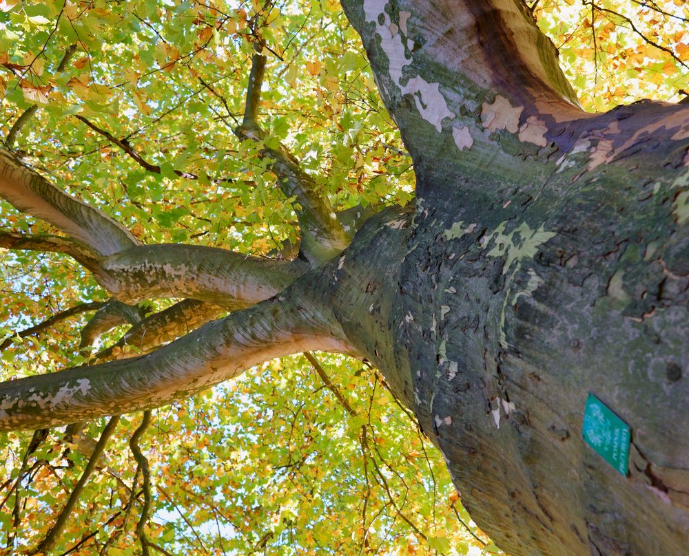 Platanus acerifolia