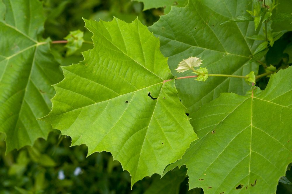 Platanus occidentalis