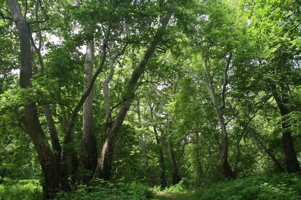 Platanus orientalis