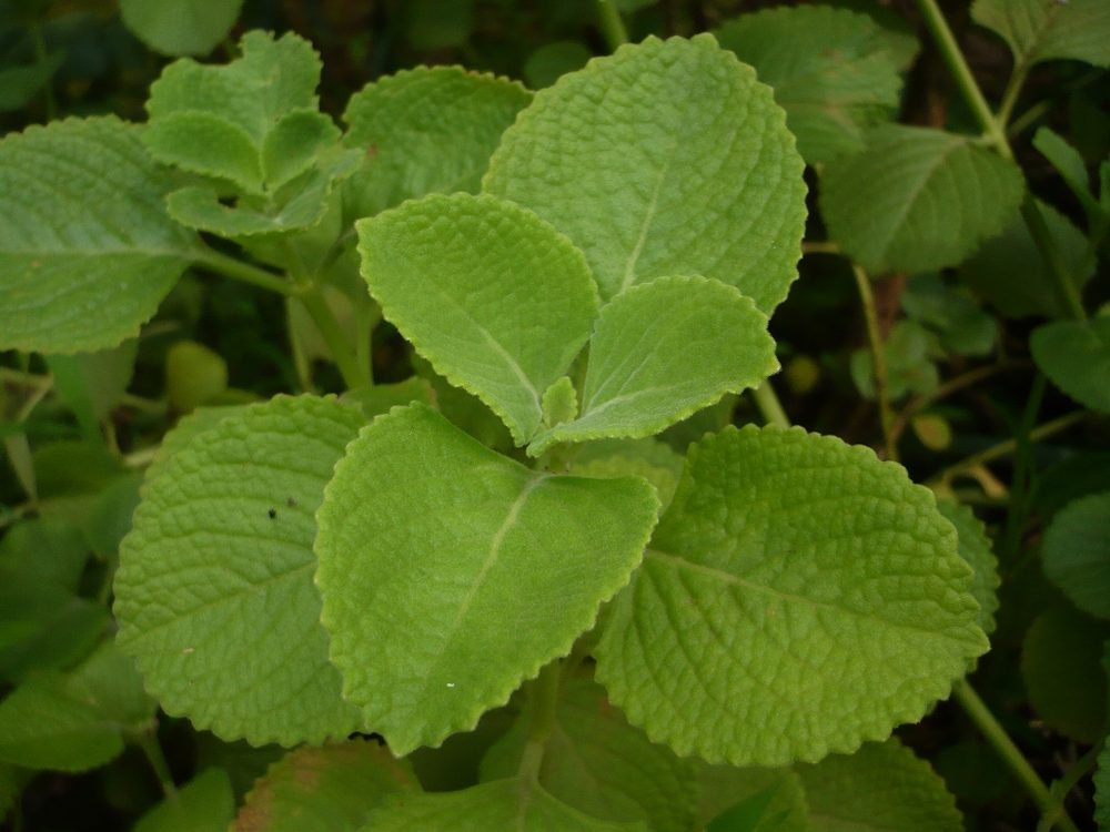 Amboini Coleus