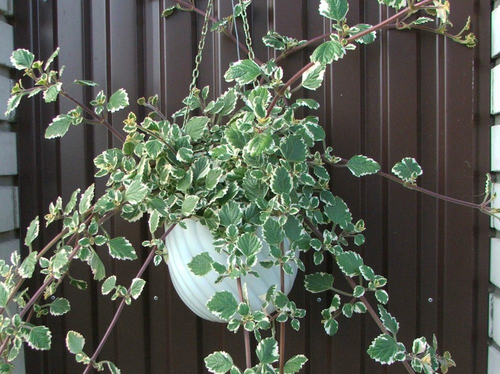 Plectranthus coleoides