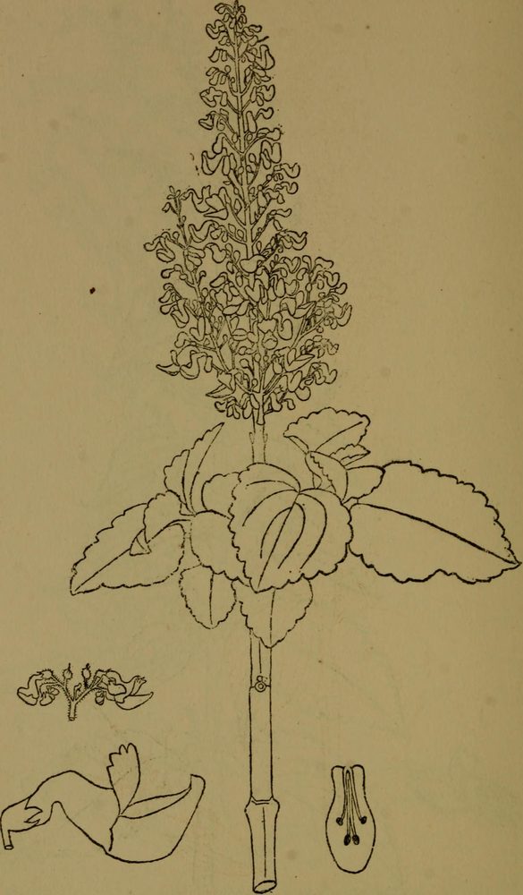 Plectranthus urticifolius