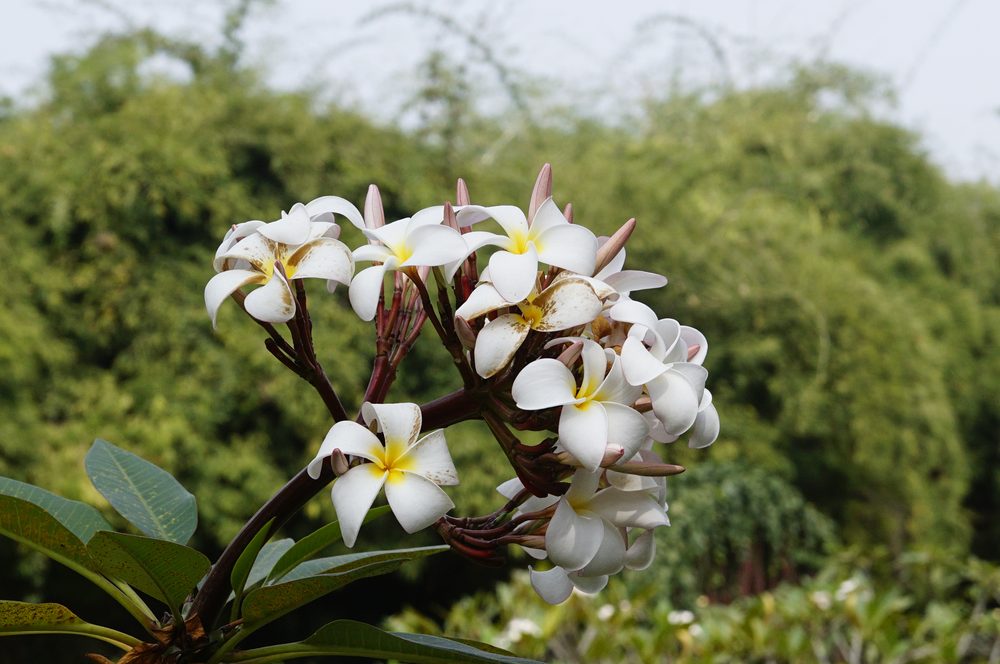 Frangipani