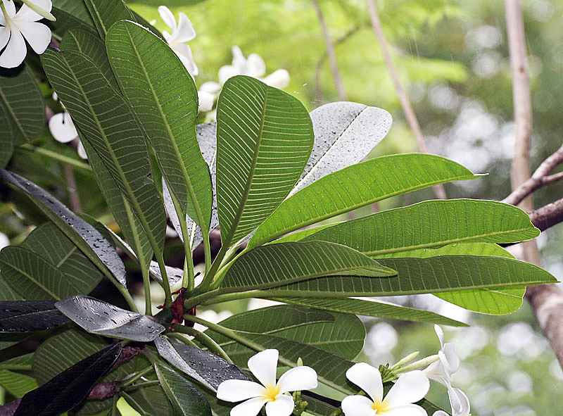 Plumeria obtusa
