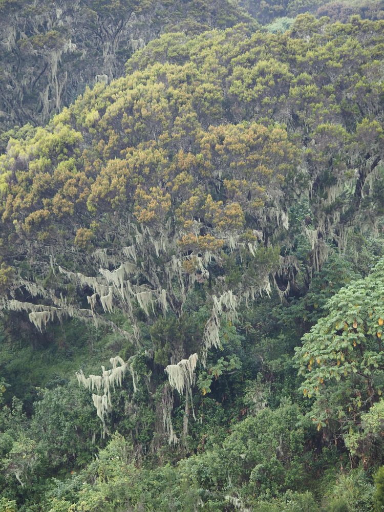 Podocarpus koordersii