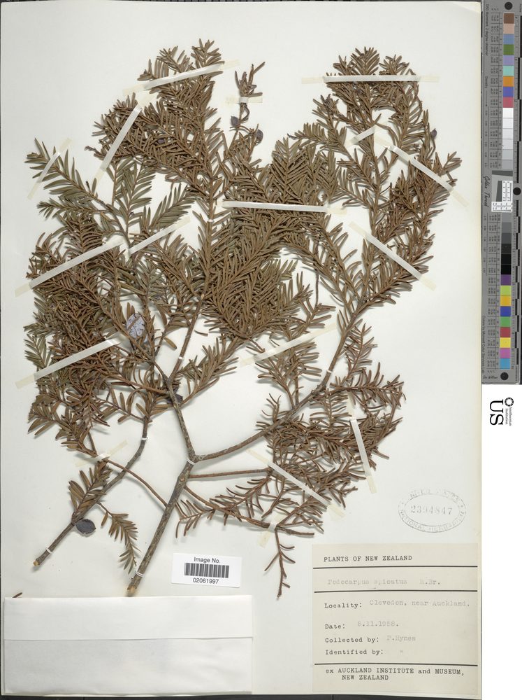 Podocarpus spicatus