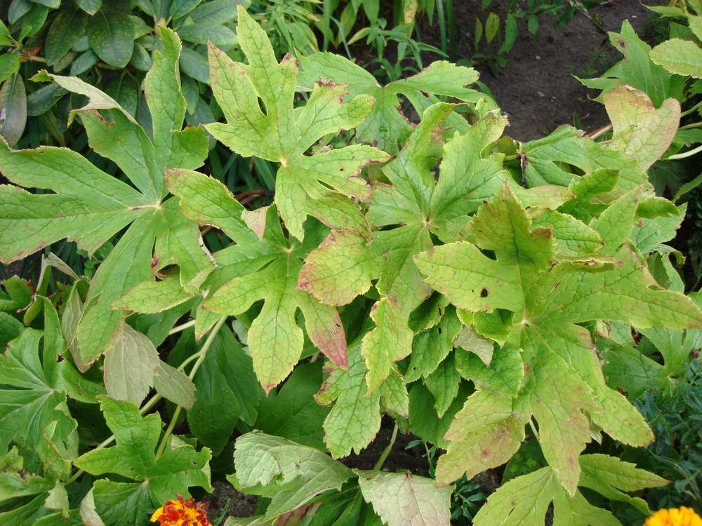 Himalayan Mayapple