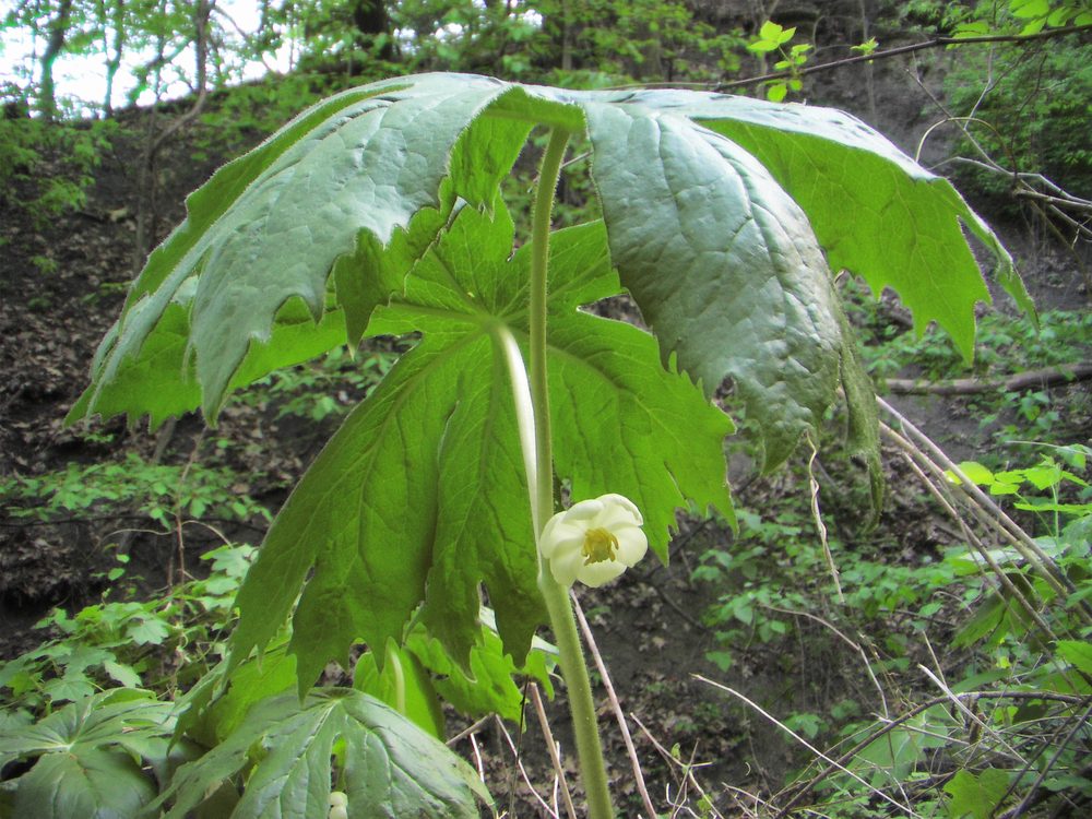Mayapple
