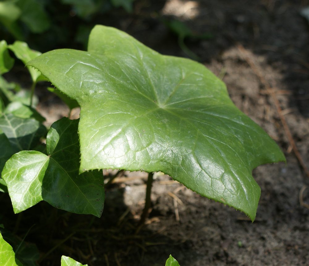 Chinese Mayapple