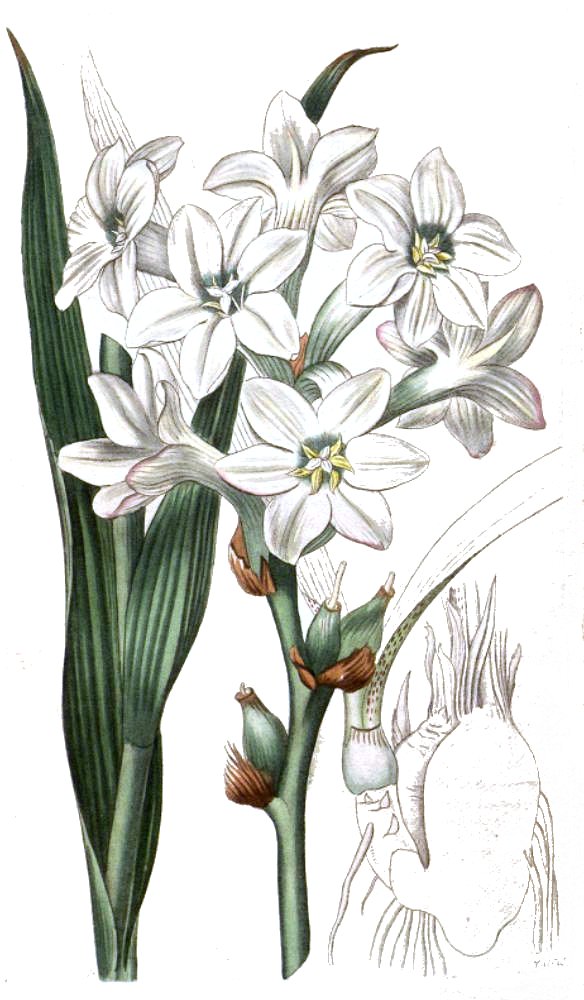 Tuberose