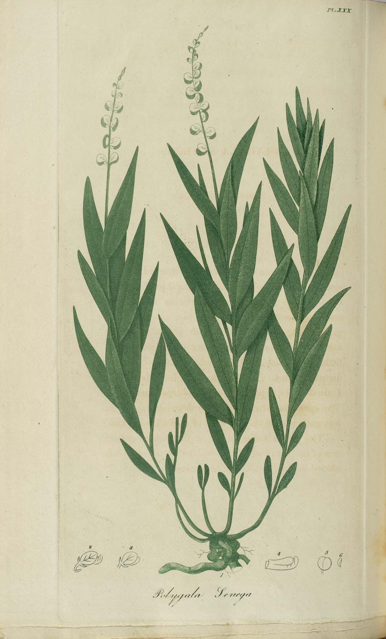 Seneca Snakeroot