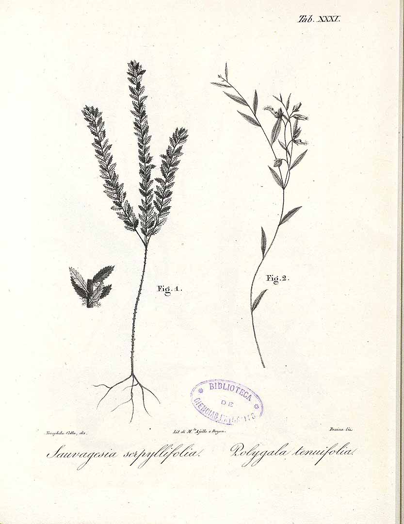 Chinese Senega