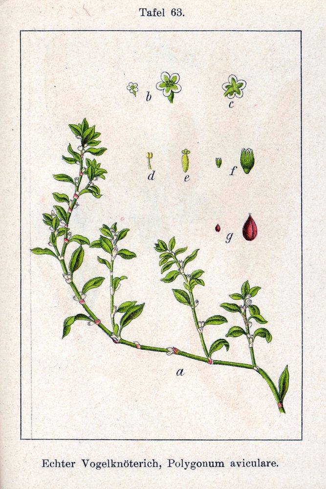 Prostrate Knotweed