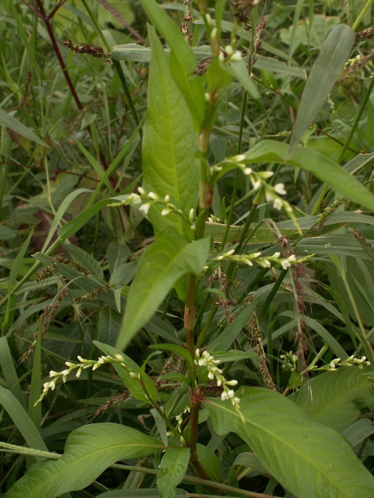 Common Smartweed