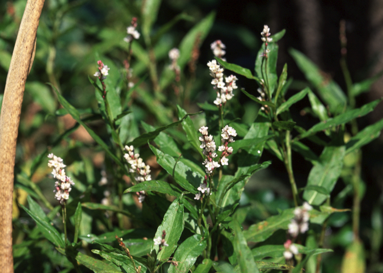 Mild Water Pepper