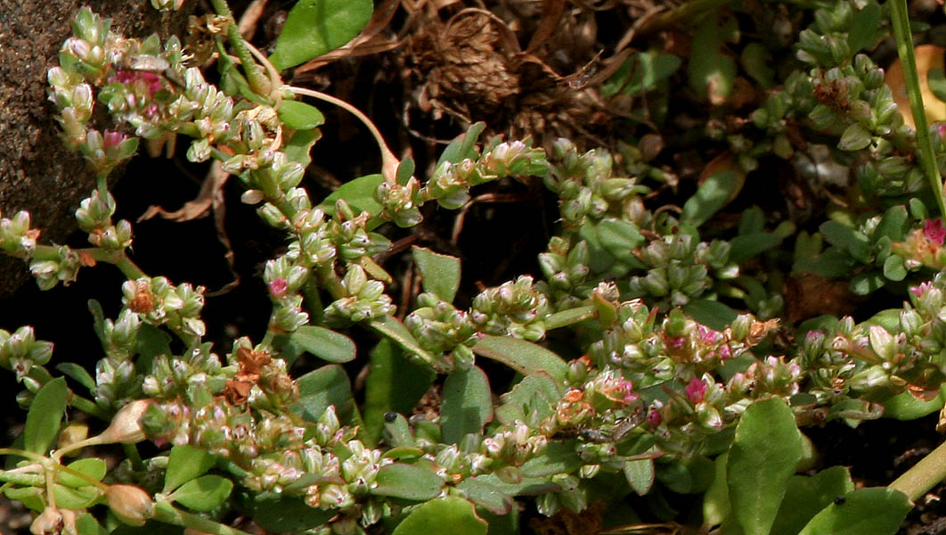 Polygonum plebeium