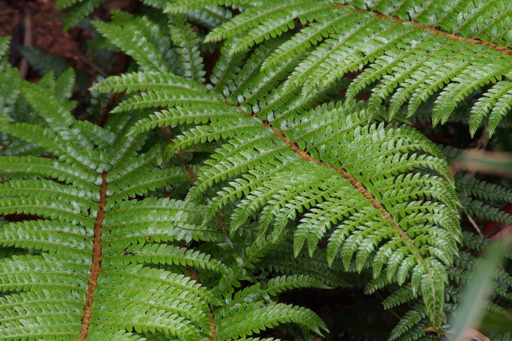 Chinese Polystichum