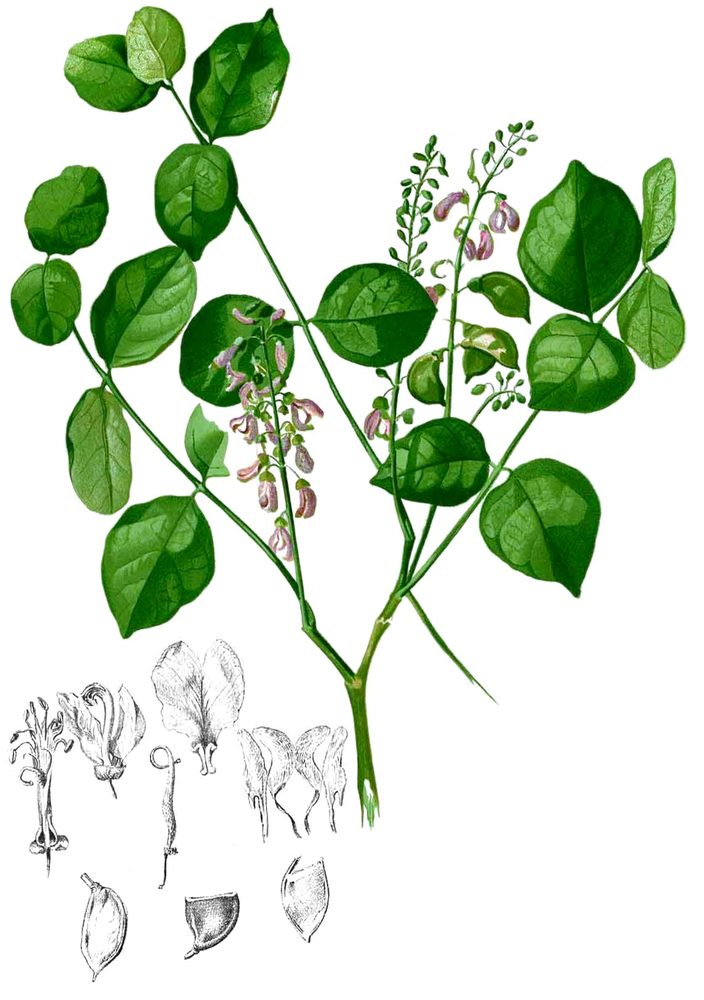 Pongamia pinnata